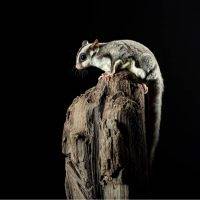 Sugar Glider Meet & Greet Participant  Voucher